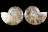Sliced Ammonite Fossil - Crystal Lined Chambers #115315-1